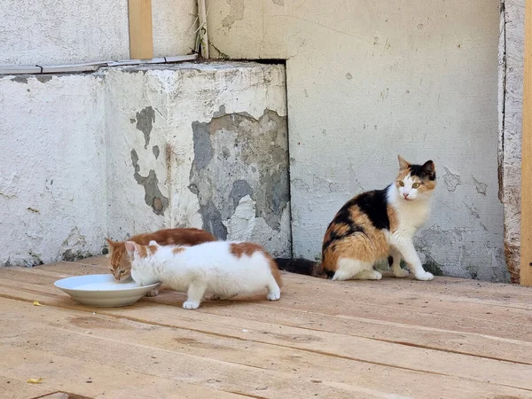 Dakloze Moeder Kat Buiten Met Kittens Close — Stockfoto