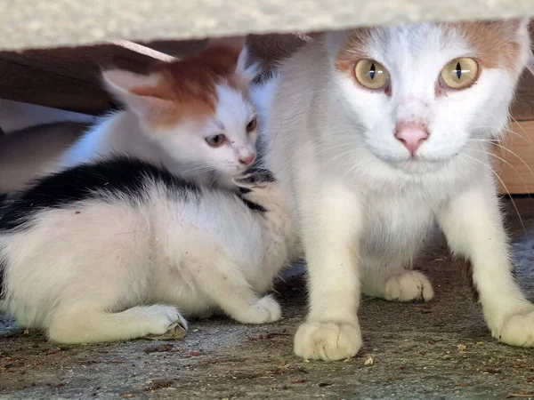 无家可归的母猫在户外与小猫们亲密接触 — 图库照片