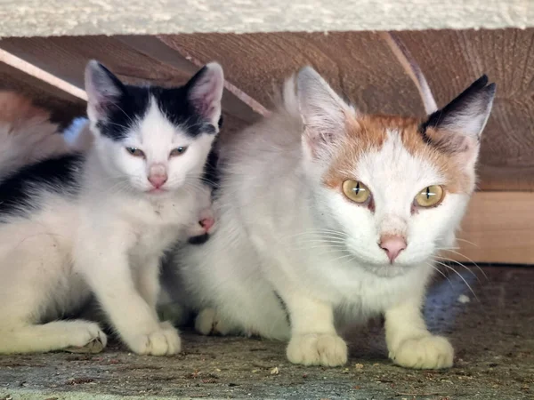 Бездомна Мати Кіт Відкритому Повітрі Кошенятами Крупним Планом — стокове фото