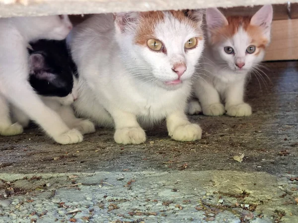 Sin Hogar Madre Gato Aire Libre Con Gatitos Cerca — Foto de Stock