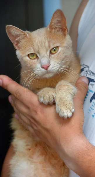 Cute Peach Berwarna Kucing Tangan Dekat — Stok Foto