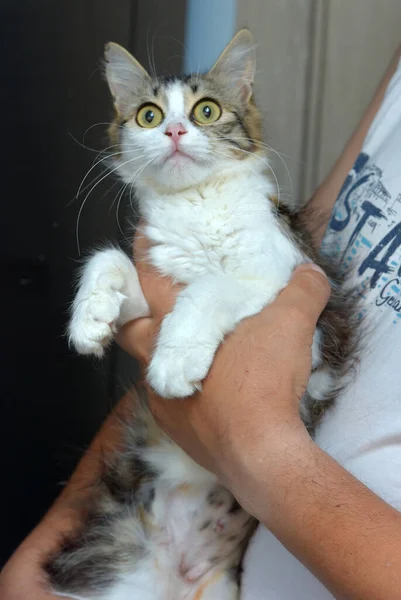 Lindo Ojos Grandes Mullido Marrón Blanco Gato Cerca — Foto de Stock