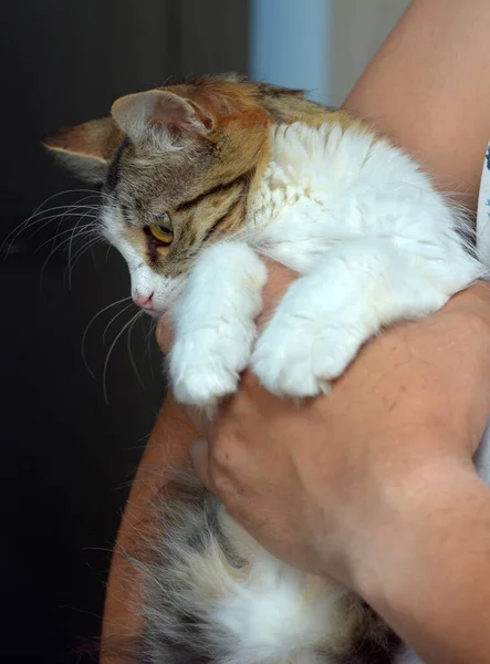 Słodkie Duży Oczy Puszysty Brązowy Biały Kot Zbliżenie — Zdjęcie stockowe
