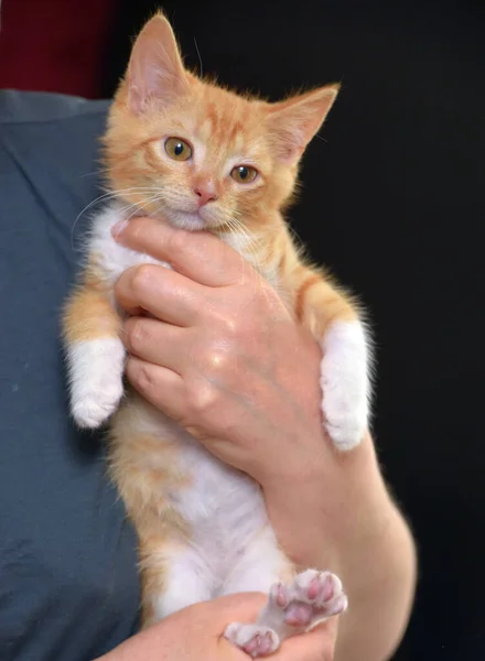 Cute Wonderful Ginger White Kitten Hands — Stock Photo, Image
