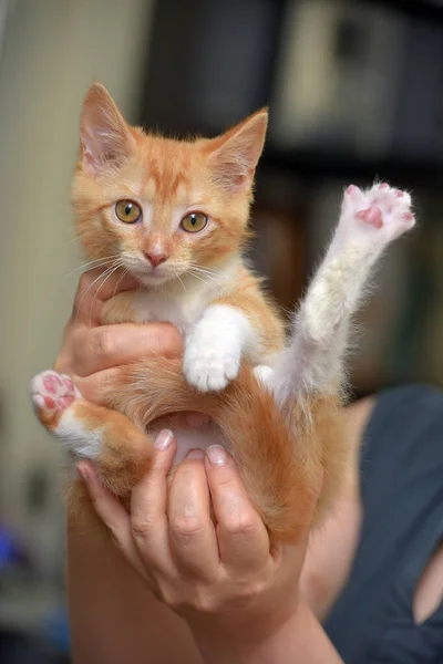 Lindo Maravilloso Jengibre Con Blanco Gatito Las Manos — Foto de Stock