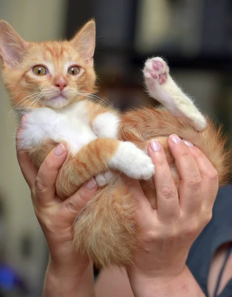 Lindo Maravilloso Jengibre Con Blanco Gatito Las Manos — Foto de Stock