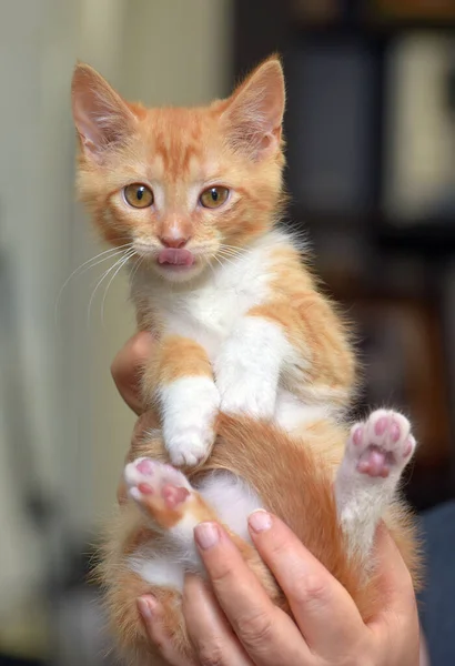 Gengibre Maravilhoso Bonito Com Gatinho Branco Nas Mãos — Fotografia de Stock