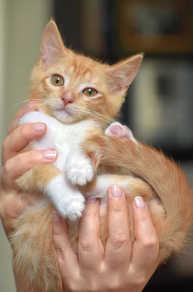 Cute Wonderful Ginger White Kitten Hands — Stock Photo, Image