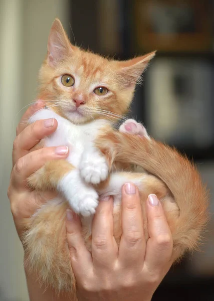 Gengibre Maravilhoso Bonito Com Gatinho Branco Nas Mãos — Fotografia de Stock