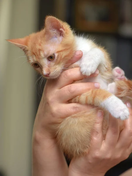 Carino Meraviglioso Zenzero Con Gattino Bianco Mano — Foto Stock