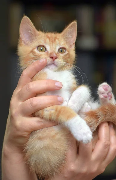 Lindo Maravilloso Jengibre Con Blanco Gatito Las Manos — Foto de Stock