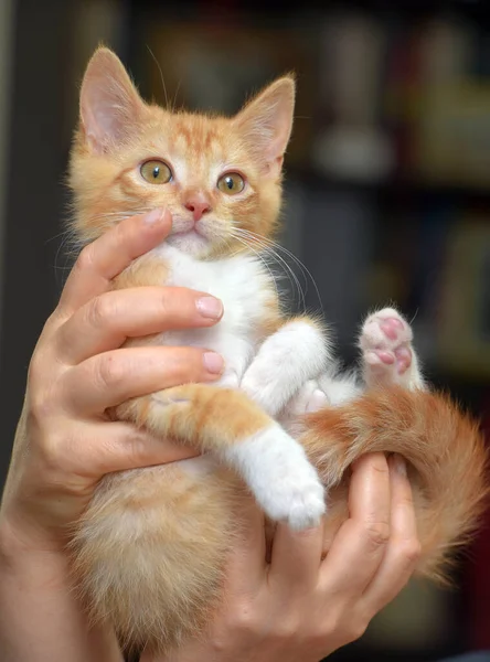 Lindo Maravilloso Jengibre Con Blanco Gatito Las Manos — Foto de Stock