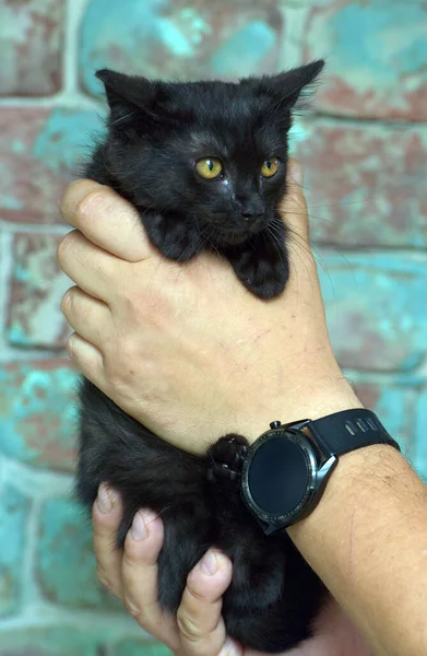 Svart Fluffig Rädd Ser Kattunge Händerna — Stockfoto