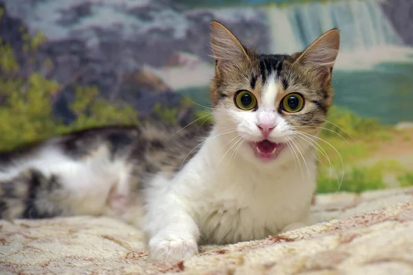 Bonito Olhos Grandes Fofo Marrom Branco Gato Perto — Fotografia de Stock