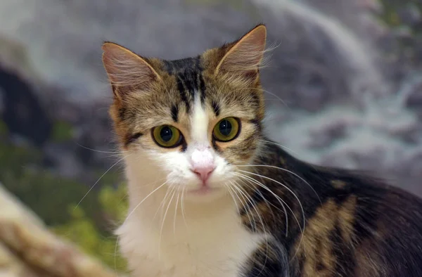 Bonito Olhos Grandes Fofo Marrom Branco Gato Perto — Fotografia de Stock