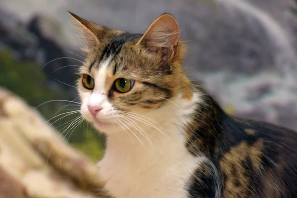 かわいい大きな目のふわふわの茶色と白い猫のクローズアップ — ストック写真