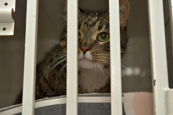 Katten Een Kooi Een Dierenasiel — Stockfoto