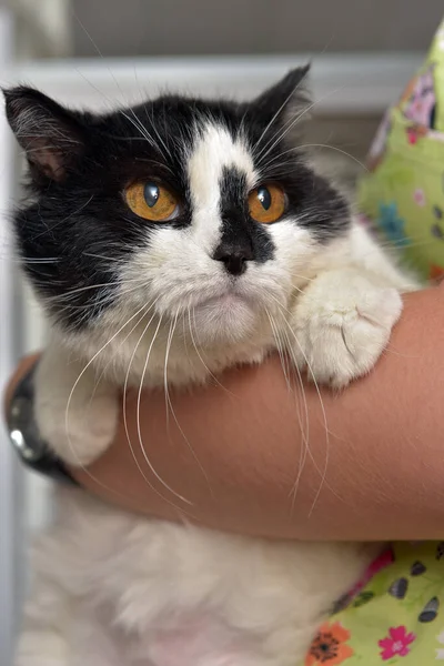 Kucing Putih Hitam Coklat Mata Lucu Penampungan Hewan — Stok Foto