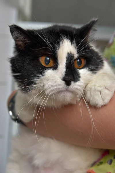 Kucing Putih Hitam Coklat Mata Lucu Penampungan Hewan — Stok Foto