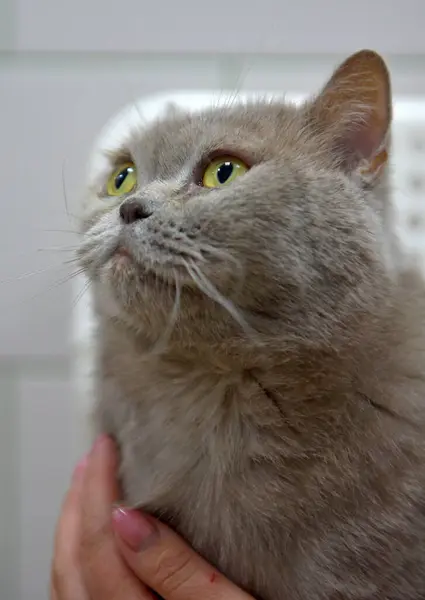 Gato Británico Gris Con Una Mirada Atenta — Foto de Stock