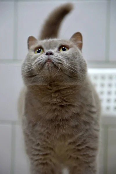 Gato Británico Gris Con Una Mirada Atenta — Foto de Stock