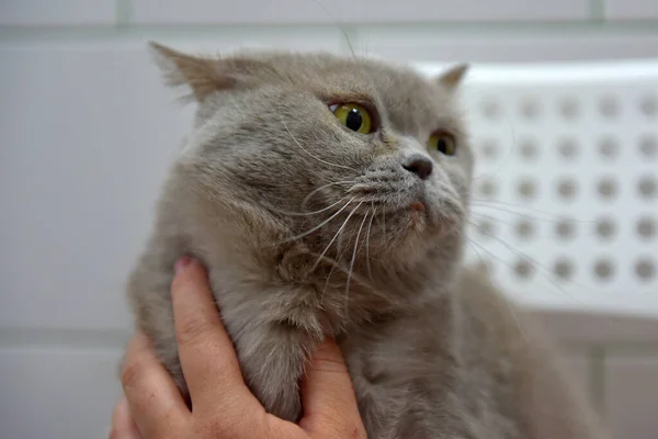 Kucing Inggris Abu Abu Dengan Tatapan Penuh Perhatian — Stok Foto