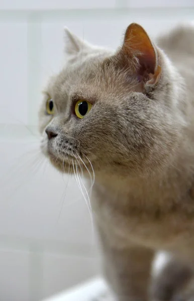 Gato Británico Gris Con Una Mirada Atenta — Foto de Stock