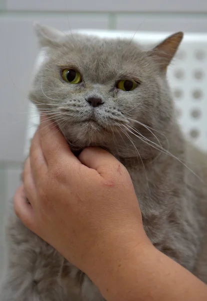 灰色の英国の猫は気配りのある視線 — ストック写真