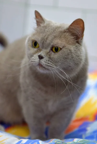 Graue Britische Katze Mit Aufmerksamem Blick — Stockfoto