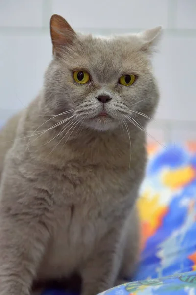 Gato Británico Gris Con Una Mirada Atenta —  Fotos de Stock