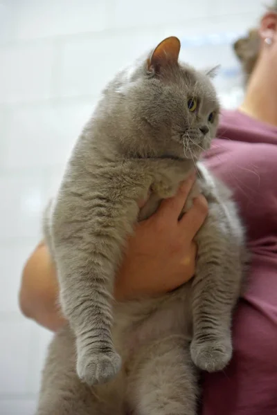 Gato Britânico Cinza Com Olhar Atento — Fotografia de Stock