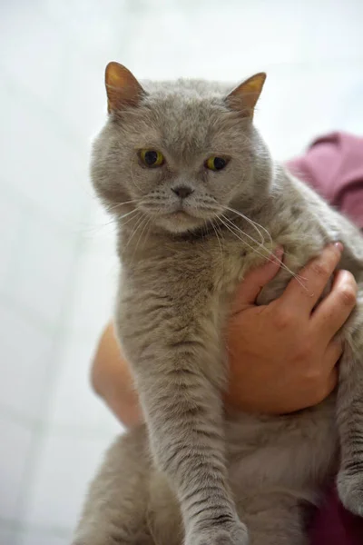 Grå Brittisk Katt Med Uppmärksam Blick — Stockfoto