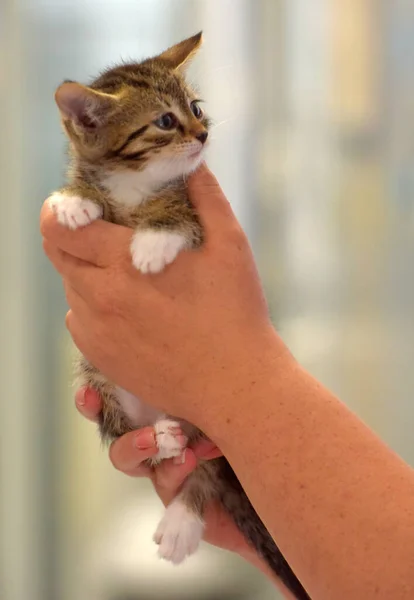 Cute Little Tabby White Kitten Hands — Stock Photo, Image