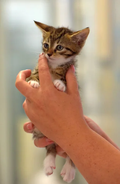 Cute Little Tabby White Kitten Hands — Stock Photo, Image
