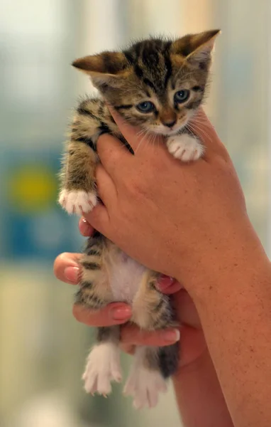 Lindo Poco Tabby Con Blanco Gatito Las Manos — Foto de Stock