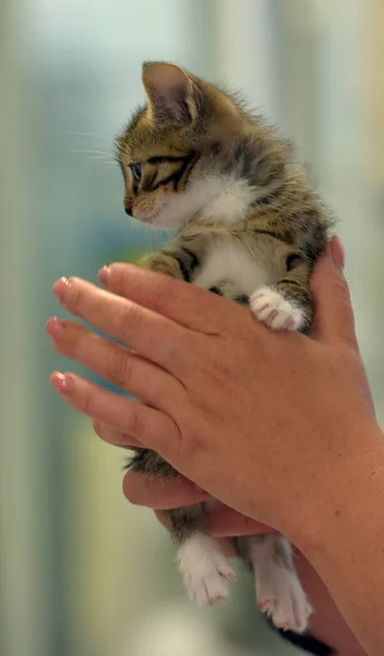 Söt Liten Tabby Med Vit Kattunge Händerna — Stockfoto