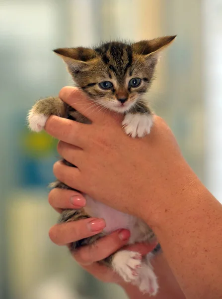 Lindo Poco Tabby Con Blanco Gatito Las Manos — Foto de Stock