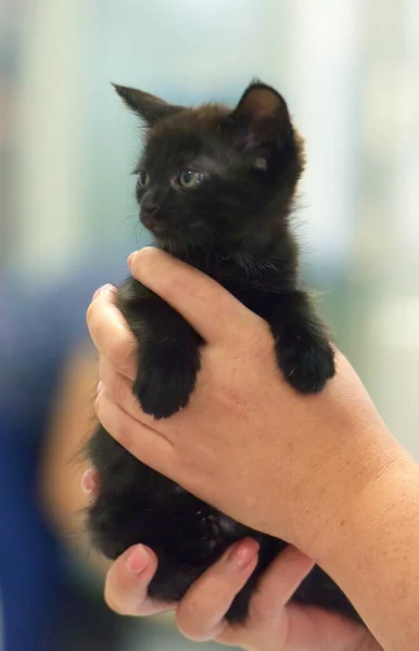 Χαριτωμένο Μικρό Μαύρο Γατάκι Στα Χέρια Από Κοντά — Φωτογραφία Αρχείου