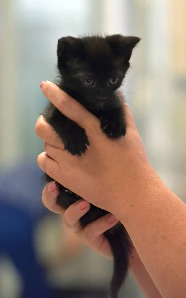 Aranyos Kis Fekete Cica Kezek Közelről — Stock Fotó