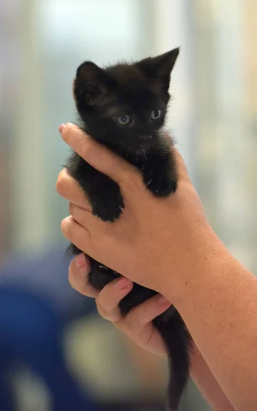 Cute Little Black Kitten Hands Close — Stock Photo, Image