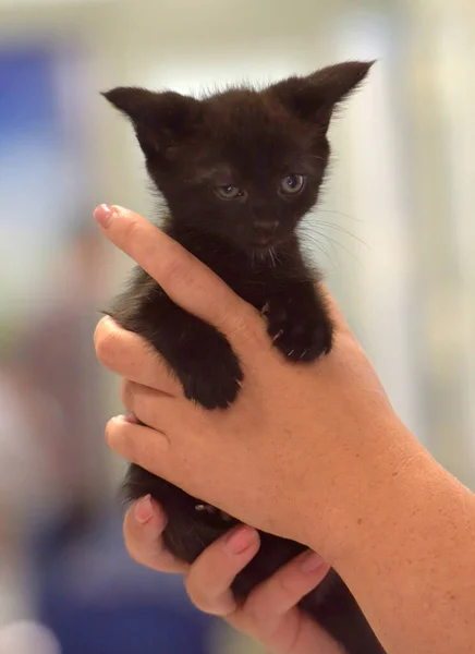 かわいい黒い子猫ちゃん手を閉じて — ストック写真