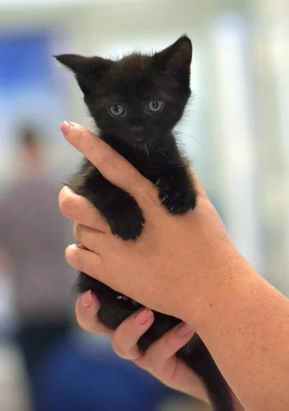 Cute Little Black Kitten Hands Close — Stock Photo, Image
