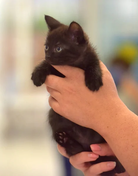 Lindo Gatito Negro Las Manos Cerca —  Fotos de Stock