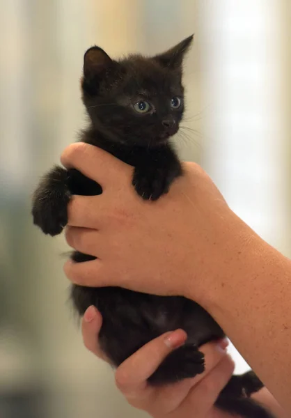 Bonito Pouco Preto Gatinho Mãos Perto — Fotografia de Stock