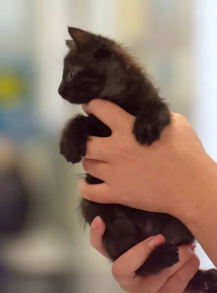 可爱的小黑猫手牵着手 — 图库照片