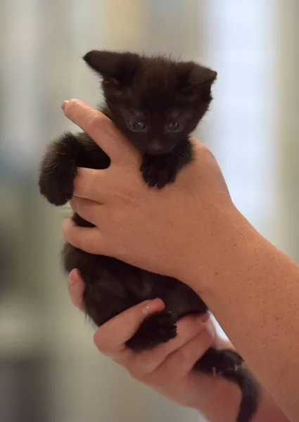 Bonito Pouco Preto Gatinho Mãos Perto — Fotografia de Stock