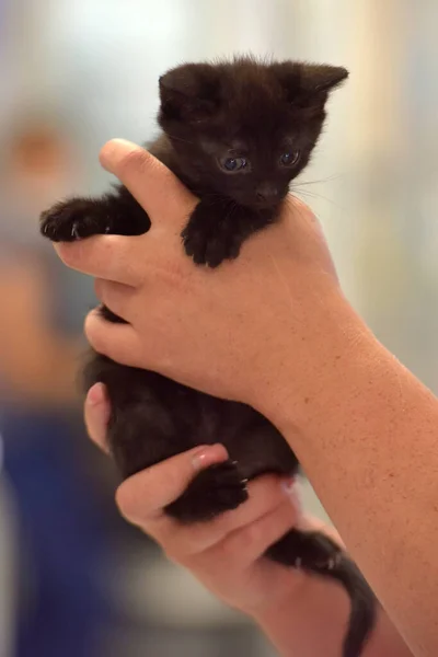 Bonito Pouco Preto Gatinho Mãos Perto — Fotografia de Stock