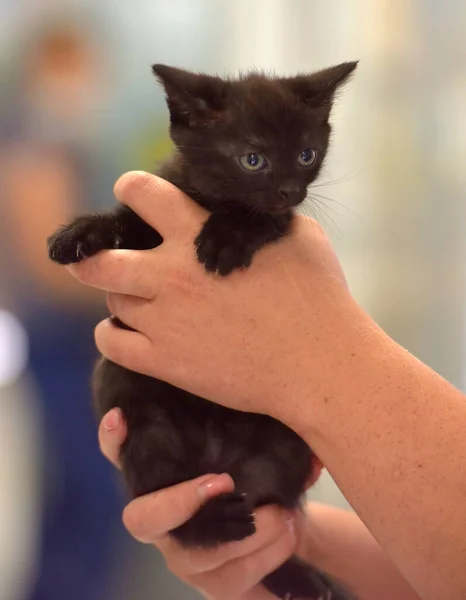 Cute Little Black Kitten Hands Close — Stock Photo, Image