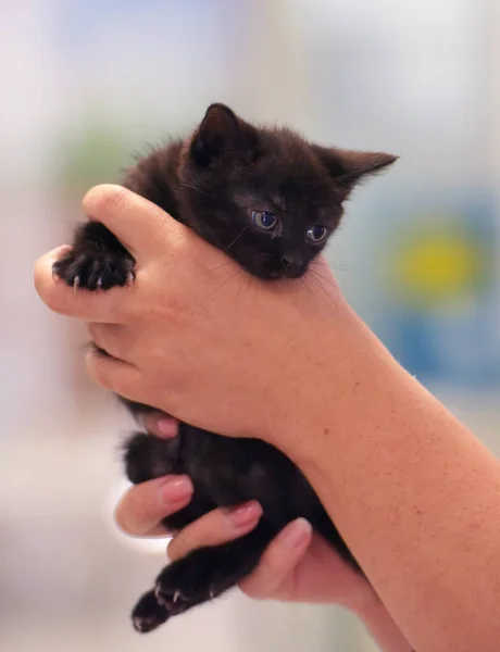 Schattig Klein Zwart Kitten Handen Close — Stockfoto