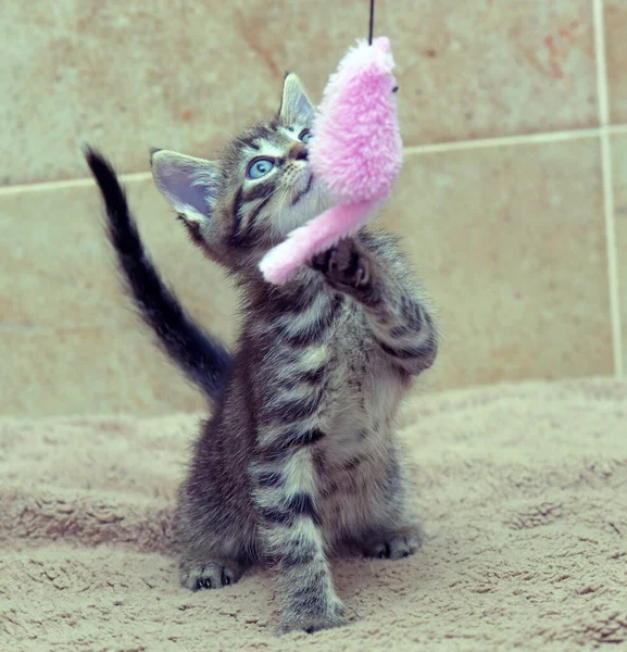 Cute Little Striped Brown Playful Kitten Close — Stock Photo, Image